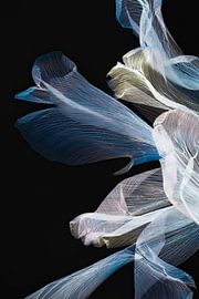 Floral X-Ray von Christine de Vogel