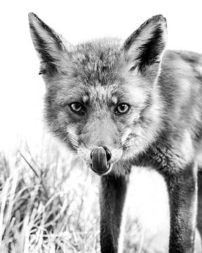 Renard en noir et blanc - montage high key sur Jolanda Aalbers