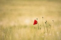 Coquelicot - Amour / Coquelicot - Amour