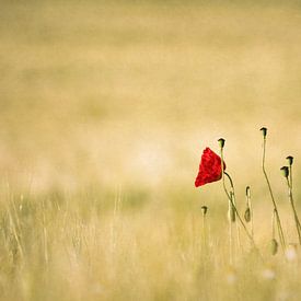 Mohn - Liebe / Poppy - Love von FellundFarbe