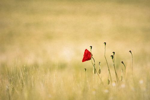 Coquelicot - Amour / Coquelicot - Amour