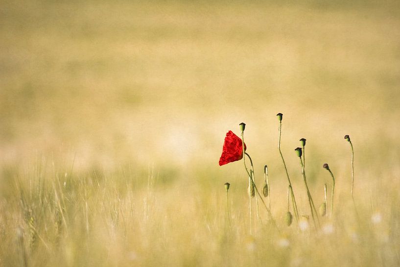 Poppy - Love / Poppy - Love by FellundFarbe