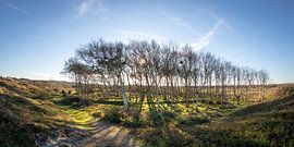 Grove in the Bollekamer on Texel by Marten Tacoma