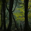 Dunkle Baumstämme und zartgrüner Hintergrund von Theo Felten