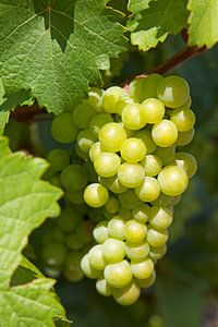 Bunch of grapes on tree in Stellenbosch, South Africa