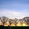 Silhouette d'arbres sur Johan Vanbockryck