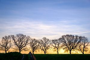 Silhouette d'arbres