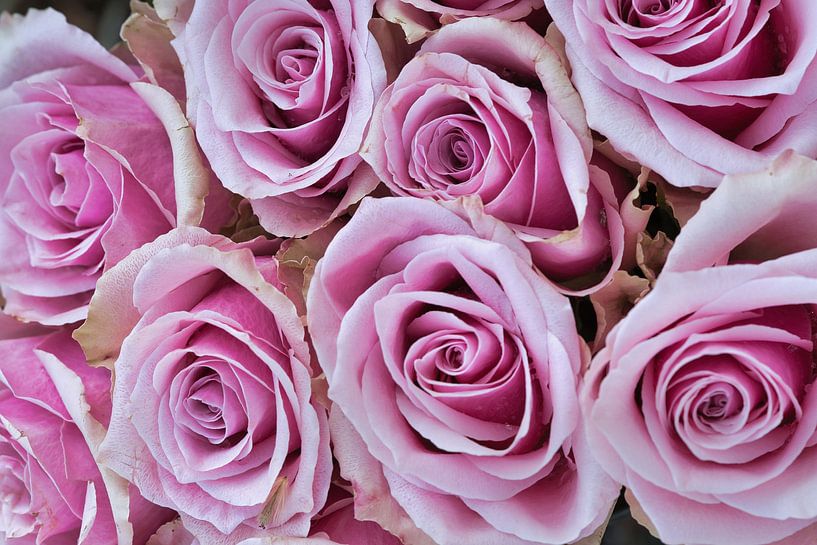 Close-up of a rose in full bloom, bright colours, fine textures. by Martin Köbsch