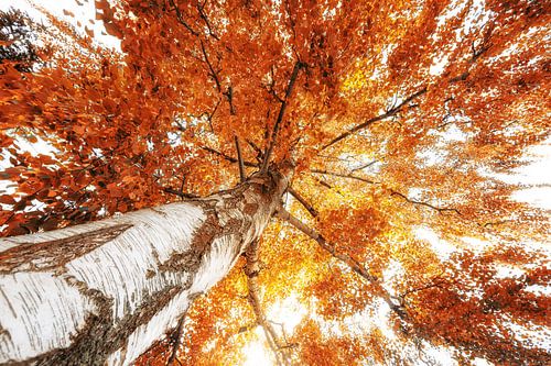 top of a birch tree