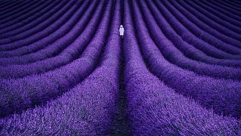 Lavender Field Solitude