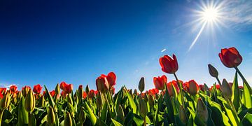 Tulpen in tegenlicht... van Hans Brinkel