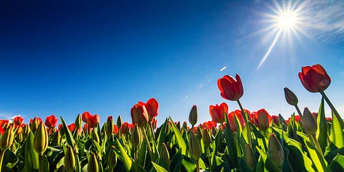 Tulips backlit ...