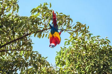 Upside down | macaw by Femke Ketelaar