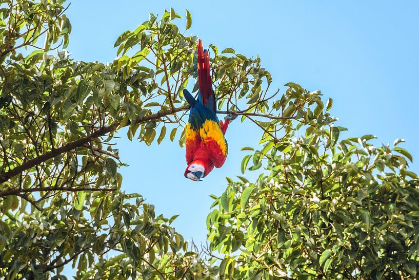 Op z'n kop Ara Costa Rica Vogel van Femke Ketelaar