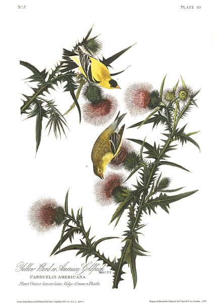 Chardonneret Jaune par Birds of America