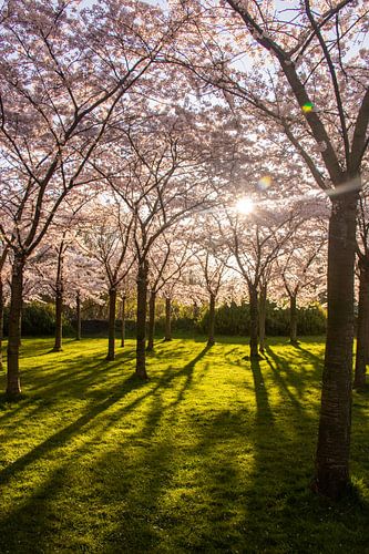 Les Japonais s'épanouissent dans l'Amsterdamse Bos.