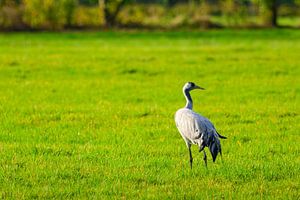 Kranichvögel beim Ausruhen und Füttern auf einem Feld während des Herbstzuges