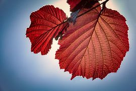 Feuille de noisetier rouge sur Jan van der Knaap