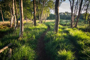 Waldweg in der Morgensonne von Hessel de Jong