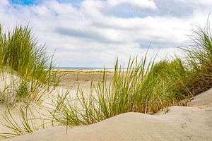 Dune herbe dans les dunes de sable à la plage de l'île de Terschelling sur Sjoerd van der Wal Photographie