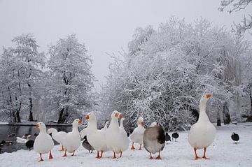 Oranje Wit von Gert Bultman