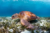 Green sea turtle