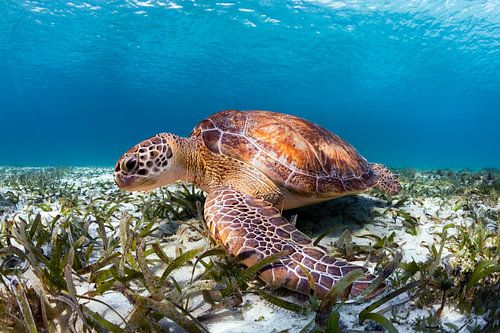 Grüne Meeresschildkröte