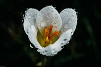 Weißes Krokus