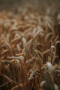 Weizen mit einem goldenen Futter während Sommer Sonnenuntergang von Yvette Baur