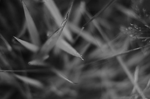 black and white (monochrome) images of grass or pointed leaves