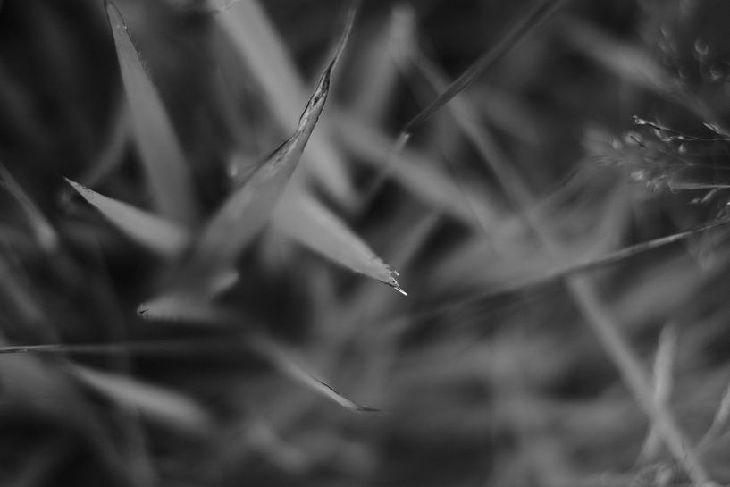 images en noir et blanc (monochromes) d'herbe ou de feuilles pointues par Galuh Pambuka