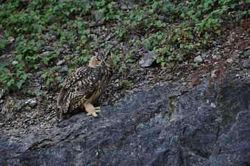 Jungvogel... Europäischer Uhu *Bubo bubo* in einem Steinbruch von wunderbare Erde