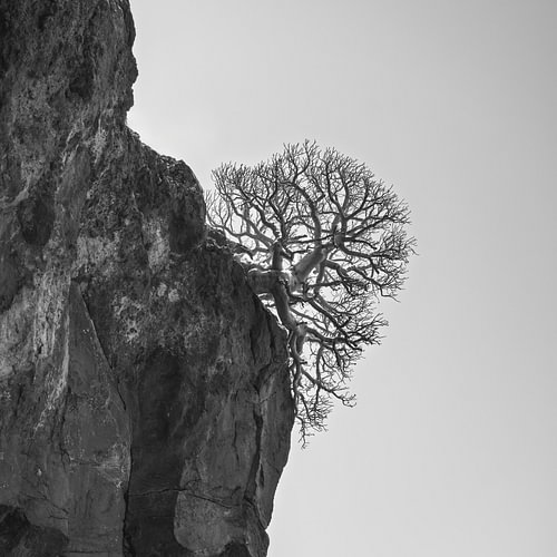 Eenzaam boom op steile rotswand – Minimalistische zwart-wit natuur kunst