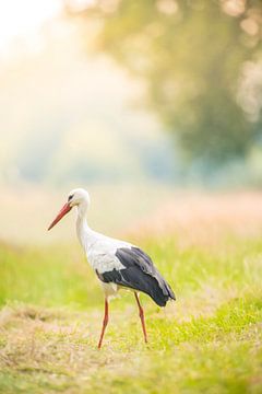 Weißstorch (Ciconia ciconia) Vogel mit ausgeprägten weißen und schwarzen Federn, der im Sommer auf e