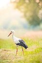 Ooievaar in een weiland van Sjoerd van der Wal Fotografie thumbnail