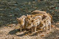 Groep jonge wilde zwijnen staan op grond in natuur van Ben Schonewille thumbnail