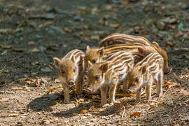 Groep jonge wilde zwijnen staan op grond in natuur