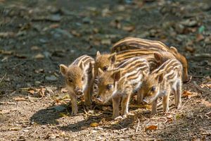 Gruppe junge wilde Eber stehen zusammen auf Waldboden