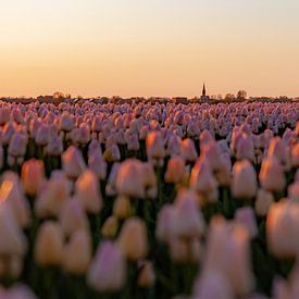 Tulpenfeld in der Abendsonne von Hilda van den Burgt
