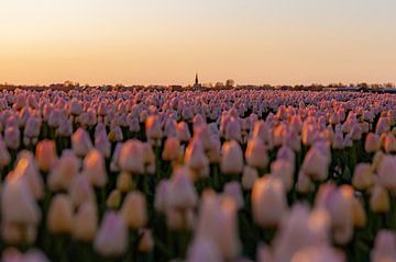 Champ de tulipes dans le soleil du soir sur Hilda van den Burgt