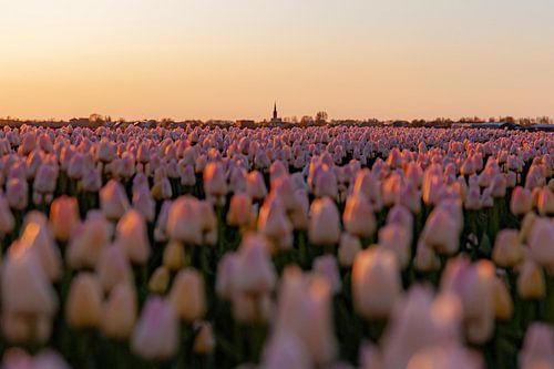 tulpenveld in de avondzon