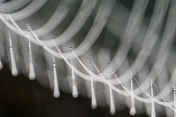 Detail of a dewy spiderweb.