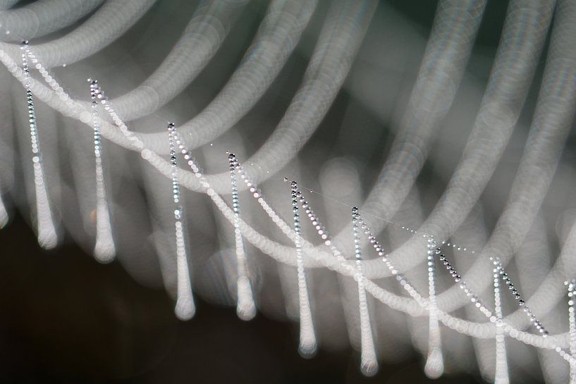 Detail of a dewy spiderweb. by Astrid Brouwers