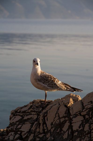Meeuw op een rots aan zee par Maike Meuter