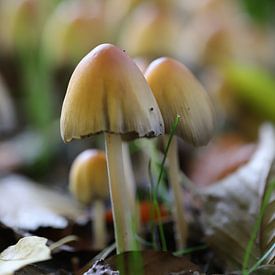 Paddenstoelen van Martijn de Ridder