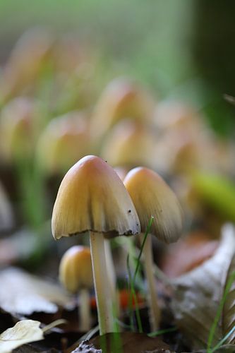 Champignons