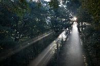 Zonnestralen in het bos van Arthur van Iterson thumbnail