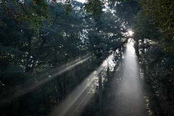 Sunbeams in the forest by Arthur van Iterson