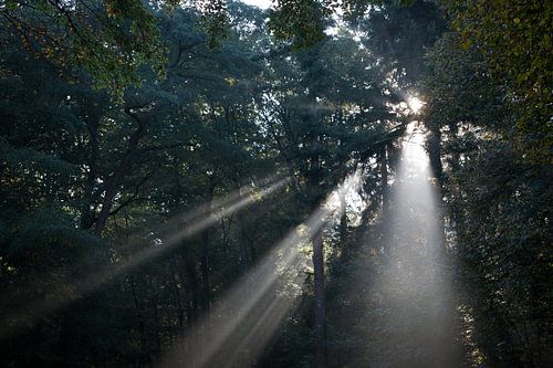 Sunbeams in the forest