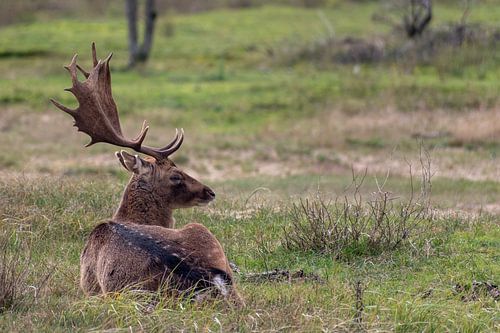 Hert bij de Amsterdamse Waterleidingduinen